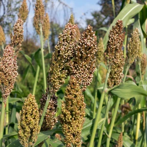 Rox Orange Sugar Cane Seeds (Sorghum bicolor) – Sweet, Juicy Stalks Perfect for - Picture 1 of 3