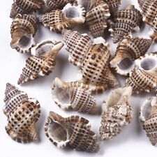 Spiral Beach Shells Home Decor  Seashells Wedding Craft Aquarium 27-44mm 50g Hol