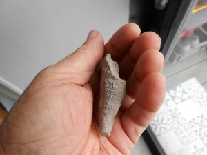 Petit Fossile Coque Coquillage à identifier - Imagen 1 de 6