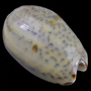 OLIVA BULBOSA (Dar Es Salaam, Tanzania) 34.2mm #43166 - Picture 1 of 4