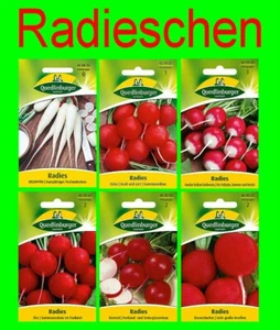 Saatgut Radieschen Quedlinburger EISZAPFEN RUNDES KORUND RIESENBUTTER Samen - Bild 1 von 23