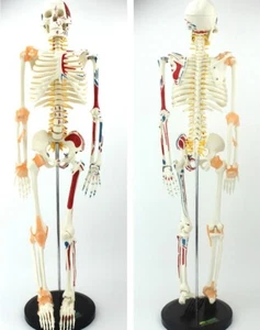 33"/85cm Flexible Skeleton Model with Muscle Painted/Ligament Medical anatomy - Picture 1 of 15