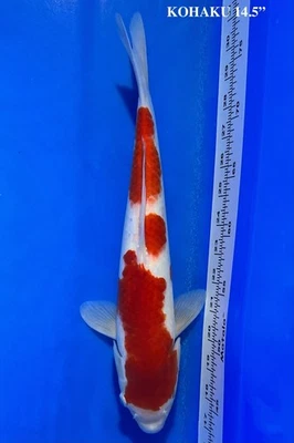 Live 14.5" Kohaku Tosai Koi.  Japanese Imported Koi. Exact Koi pictured. - Image 1 of 4
