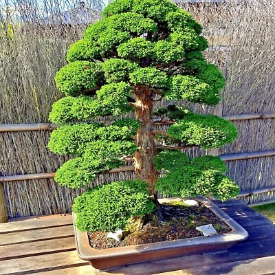 Japanese Red Cedar Tree Seeds (Cryptomeria japonica) Sugi Evergreen or Bonsai - Image 1 of 4