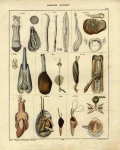 1843 OKEN HC LITHOGRAPHIE Muscheln: Pholas, Solen, Tellina, Teredo, Cyclas, ... - Bild 1 von 2