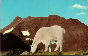 Mountain goat in front of Glacier National Park MONTANA CHROME POSTCARD D8 - Picture 1 of 2