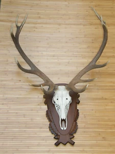 Rothirsch Hirschgeweih  Geweih Trophäe Hirsch Deko kapital red-deer antler - Bild 1 von 1
