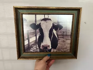 Framed cow picture 12"W X 10" H----professional developed photo--accent wall - Picture 1 of 10