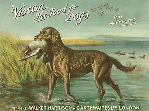 CHESAPEAKE BAY RETRIEVER DOG GREETINGS NOTE CARD "VISCAN" DOG FOOD ADVERT CARD - Picture 1 of 1