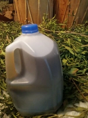 MAMOU CHOCTAW ORGANIC **MANGLIER TEA MIX ONE GALLON BAG OF .ORGANIC FRESH LOUISIANAS HIDDEN SECRET!*