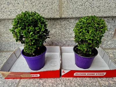 2 Stück Buchs Pflanzen Bäumchen 3-jährig geschnitten in Kugelform - Bild 1 von 3