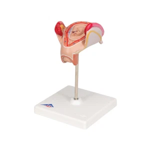 3B Scientific Embryo Model, 2nd Month Anatomical Model Anatomy L10/2 - Picture 1 of 1