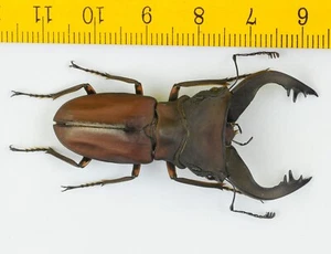 LUCANIDAE - Stag Beetle - Cyclommatus pulchellus (50mm+) - Morobe (P.N.G) - 9547 - Picture 1 of 1