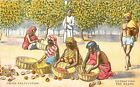 COCOA CULTIVATION EXTRACTING THE BEANS BROMA & LUTO ADVERTISING POSTCARD