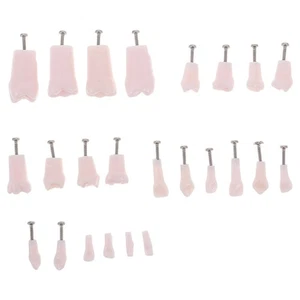 24 piezas dientes de práctica de entrenamiento de dentista tipodonte dental - Imagen 1 de 12