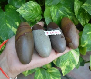 Piedra giratoria Narmadeshwar para piedra natural Narmada Linga ~ I-5487 - Imagen 1 de 10