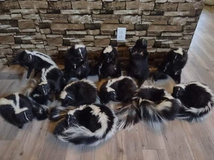New Long Fur White Fluffly SKUNK Taxidermy Mount - Picture 1 of 5