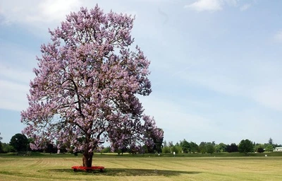 Paulownia Tomentosa Foxglove tree, Empress tree in 9cm pot lilac scented flowers - Image 1 of 4