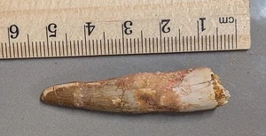 100 Million year old SPINOSAURUS DINOSAUR TOOTH Fossil From Morocco (#F7624) - Picture 1 of 2