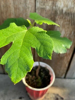 1 Live Seedling Fig Tree, Fully Rooted, Ready to plant and Grow - Image 1 of 4