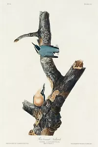 Nuthatch de pecho rojo de J.J. Audubon Birds of America Estampado Giclee + Envío gratuito - Imagen 1 de 4