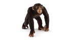 Schleich 14817 Chimpanzée Mâle