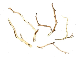 Aquarium Manzanita Two-Tone Nano Driftwood 5 Piece Set WYSIWYG 8" - 11" long - Picture 1 of 4