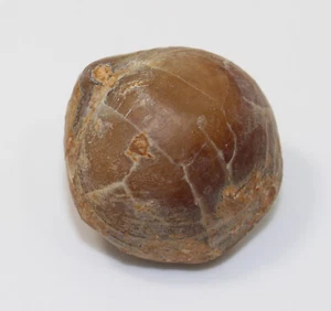 Brachiopode, Lobothyris sp., Jura, Toarc, Josa, Teruel, Spanien -eb9837 - Picture 1 of 6