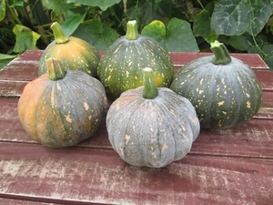 12 Pumpkin Seeds "Kabocha /Mini Jap" Grow your own - Fresh is Best -Free Postage - Picture 1 of 11