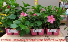 12 PIANTE DI DIPLADENIA ROSA