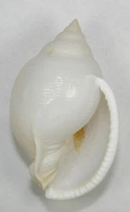 CASSIS BISULCATA DIUTURNA 62.78mm BEAUTIFUL XXL SPECIMEN Capricorn Channel, Aust - Picture 1 of 2