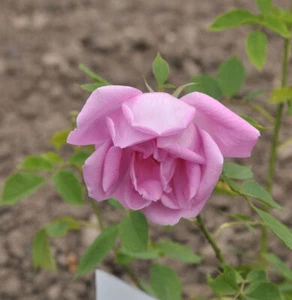 Historische Rose Adam Messerich 30-60cm - Bild 1 von 1