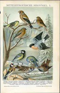 Aves centroeuropeas I... Litografía antigua...1898 - Imagen 1 de 1