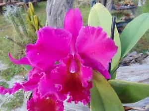 Blc. Yuruani Bloom size 6" pot LARGE PLANT - Picture 1 of 2