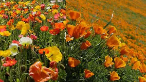 1000+ Samen (2) Eschscholzia californica Farben-Mix Kalifornischer Mohn Goldmohn - Bild 1 von 1