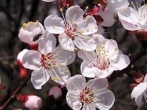 Albaricoque, Prunus armeniaca, semillas de árboles (rápido, resistente, comestible, vistoso, color otoño) - Imagen 1 de 5