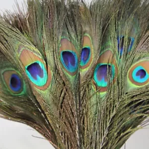 10x PEACOCK TAIL FEATHERS NATURAL INCHES LONG FOR BOUQET MILLINERY CRAFT - Picture 1 of 12