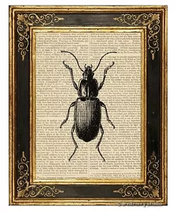 Beetle #2 Art Print on Vintage Book Page Garden Office Home Wall Hanging Decor - Foto 1 di 3