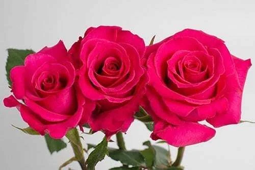 Hot Pink Roses 100 tallos Foto 1 de 1