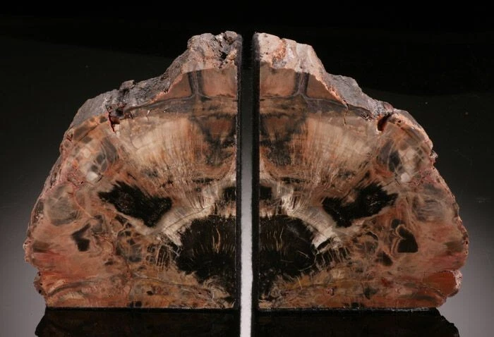 Unique and Special Petrified Wood Bookends (Arizona) - Image 1 of 1
