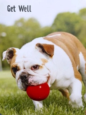 GET WELL CARD Hope You're Back to Old Tricks Soon HALLMARK Heartline Bulldog Dog - Image 1 of 2