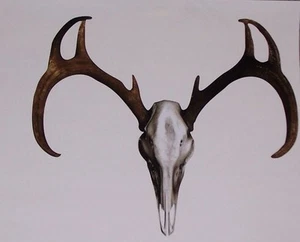 Deer Buck Hunting Bone Skull Decal Window Tailgate Sticker Decals Stickers - Picture 1 of 1