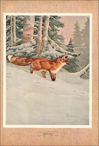 1946 Stampa Vintage Volpe Rossa Caccia Gioco Volpi Inverno Neve Foresta Alberi - Foto 1 di 3