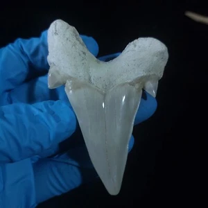 TOP RARE Shark Fossil Otodus Obliquus Tooth Fossilized Marine Megalodon Dinosaur - Picture 1 of 8
