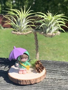 Cute Air Plant Holder /Tillandsia Stand/Indoor Plant - Picture 1 of 3