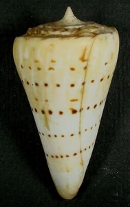 CONUS MONILE 63.12mm SUPER CHOICE XL SPECIMEN off Cuddalore, India - Picture 1 of 2