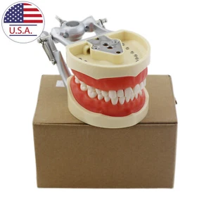 NISSIN 200 Style Dental Typodont Model 32 Removable Teeth Restoration Practice - Picture 1 of 8