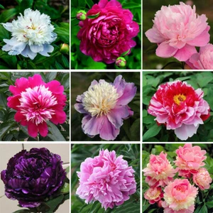 ca. 12-15 Stück/pack Mix Farbe PFINGSTROSEN SAMEN Indoor Outdoor Garten Pflanze - Picture 1 of 23