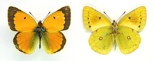 MOUNTED SPREAD BUTTERFLY - Colias aurorina sovarensis, male, RARE - Picture 1 of 1
