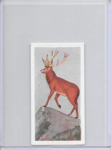 1954 Red Deer Neilson's Chocolate Interesting Animals Card #4 - Picture 1 of 2